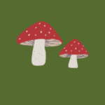 red and white mushrooms