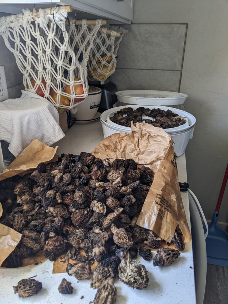 morel mushrooms in brown bag on counter